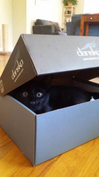 you are NOT putting your shoes in my box!!