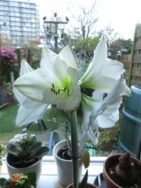New Amaryllis  (on the sill with a view)