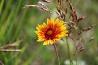 Gaillardia