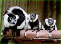 Lemur Family