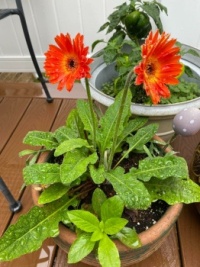 Flowers