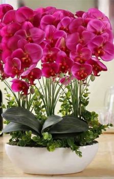 Fantastic Bowl of Orchids.