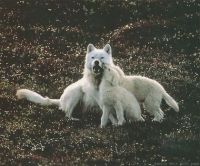 momma wolf & her pups