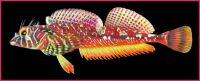 Salish Sea Species - Sculpin