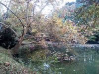 Agostyáni Arborétum 2