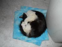 Snookum Puss 1