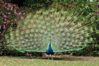 peacock in all his glory
