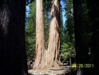 Sequoia 2