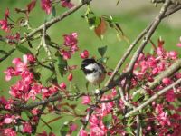 A coal tit with part of a peanut.