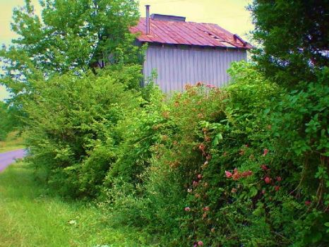 A rambling rose volunteers at the old tobacco barn. . .