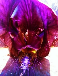 Iris detail