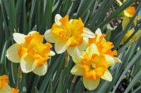 Creamsicle Daffodils