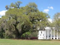 Hampton Plantation