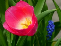 One red tulip (and a grape-hyacinth)