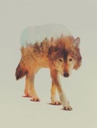 Wolf #1