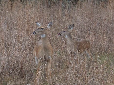 Doe and one of her triplets