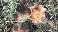 Peach-colored prickly pear blossom