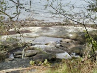 Tidal Pool - Denman  Isl