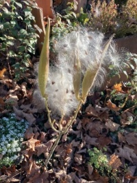 October ~ milkweed seed pods
