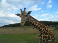 Curious giraffe
