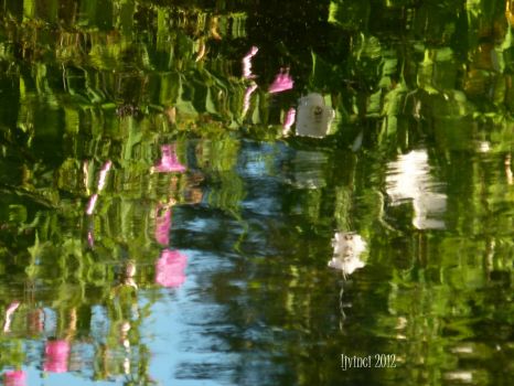 Reflections in a lotus pond.