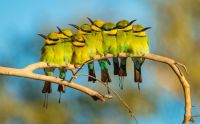 Bee eaters together by Gary Meredith