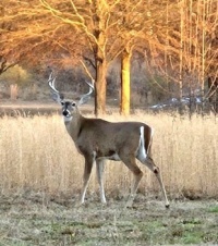 Whitetail Deer in the Field