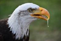 Balt eagle