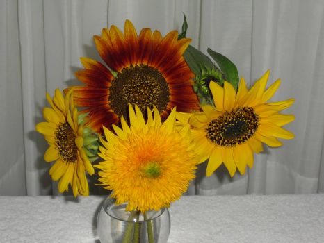 Sunflowers from the garden