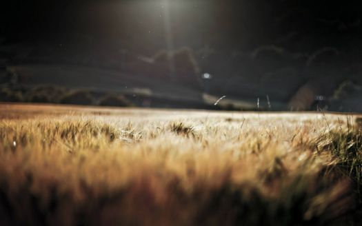Field