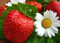 Strawberries and Daisies