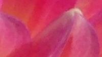 Dahlia pink abstract