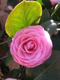 Camellia 1.jpeg
