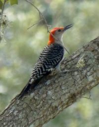 Red-bellied woodpecker (male)