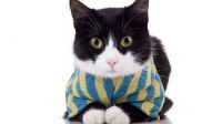 sweater cat