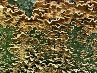 Fungus Finds
