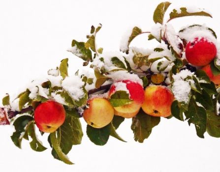 Apples in the Snow