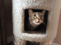 Kit Peeking out