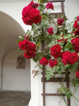 Convent rose garden, Czech republic