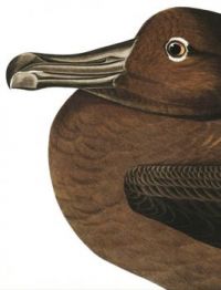 DUSKY ALBATROS