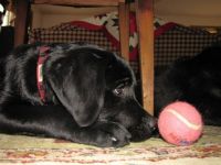 ball