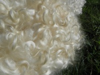 Sheep's fleece 4