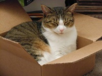 Cyrena in a box