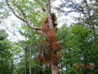 Tree in a tree