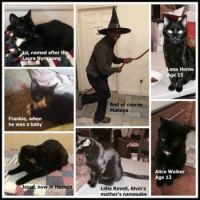 Black Cats for Halloween