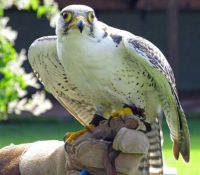 Falco_biarmicus_-Trotters_World_of_Animals,_Bassenthwaite,_Cumbria,_England-8a