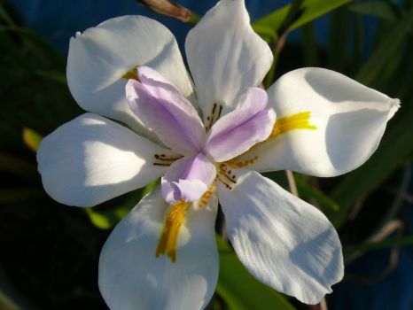 Flower for Andy (Dietes tricolour)