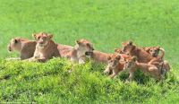 Lion family