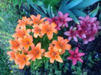 Orange and red lilies