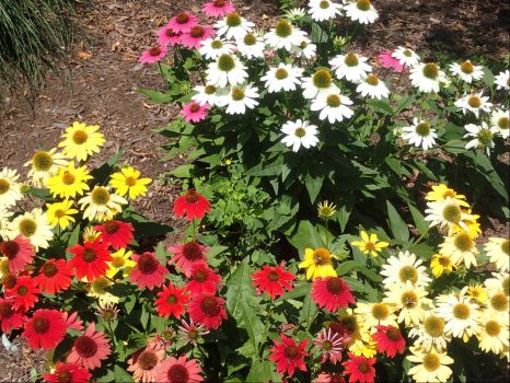 Coneflowers